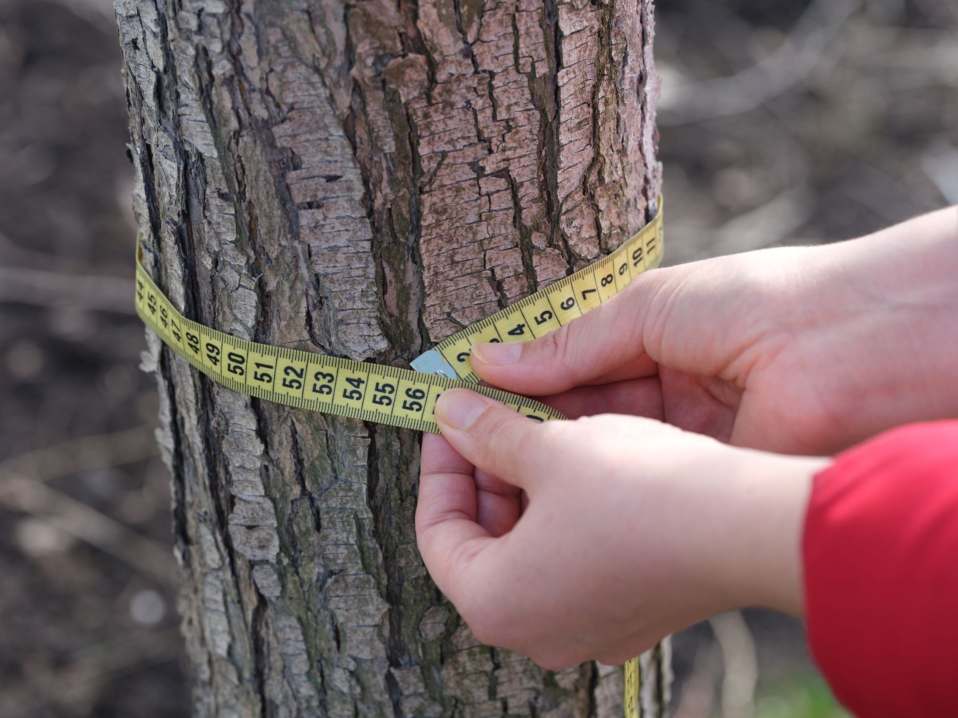 This Is What Happens When a Tree Joins the Network